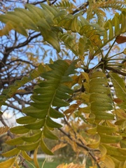 Gleditsia