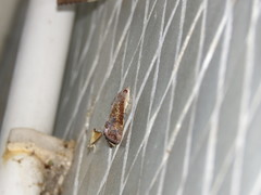 Hypocala deflorata
