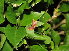 Hypsopygia mauritialis