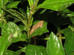 Lopharthrum comprimens