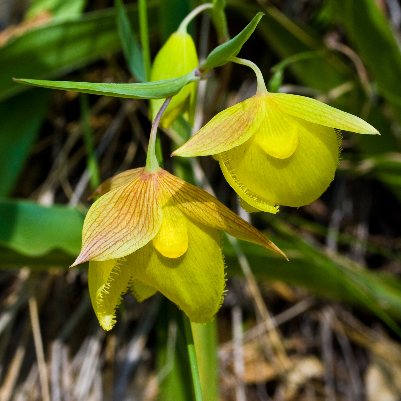 Calochortus pulchellus