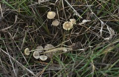 Mycena olivaceomarginata
