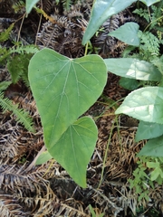 Pericampylus glaucus