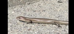 Ablepharus deserti