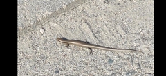 Ablepharus deserti