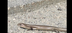 Ablepharus deserti