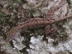 Anolis sagrei