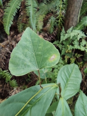 Pericampylus glaucus