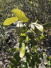 Quercus incana