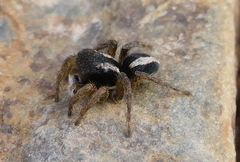 Phlegra bresnieri