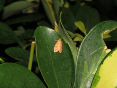 Miltochrista arcuata