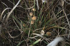 Mycena olivaceomarginata