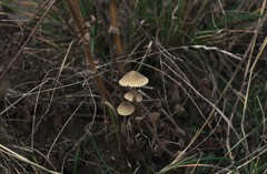 Mycena olivaceomarginata