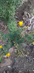 Crotalaria medicaginea