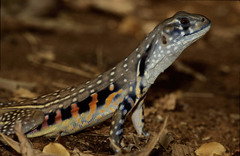 Leiolepis belliana