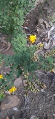 Crotalaria medicaginea