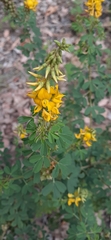 Crotalaria medicaginea