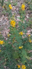 Crotalaria medicaginea