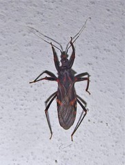 Opisthacidius