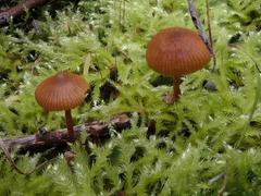 Galerina nana
