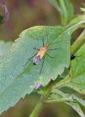 Zelus laticornis