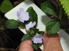 Strobilanthes tetrasperma