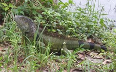 Iguana iguana