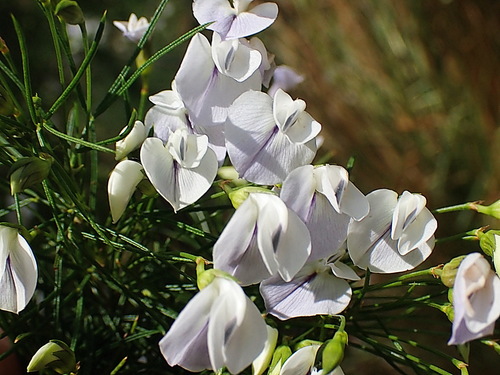 Image of Psoralea elegans by no rights reserved