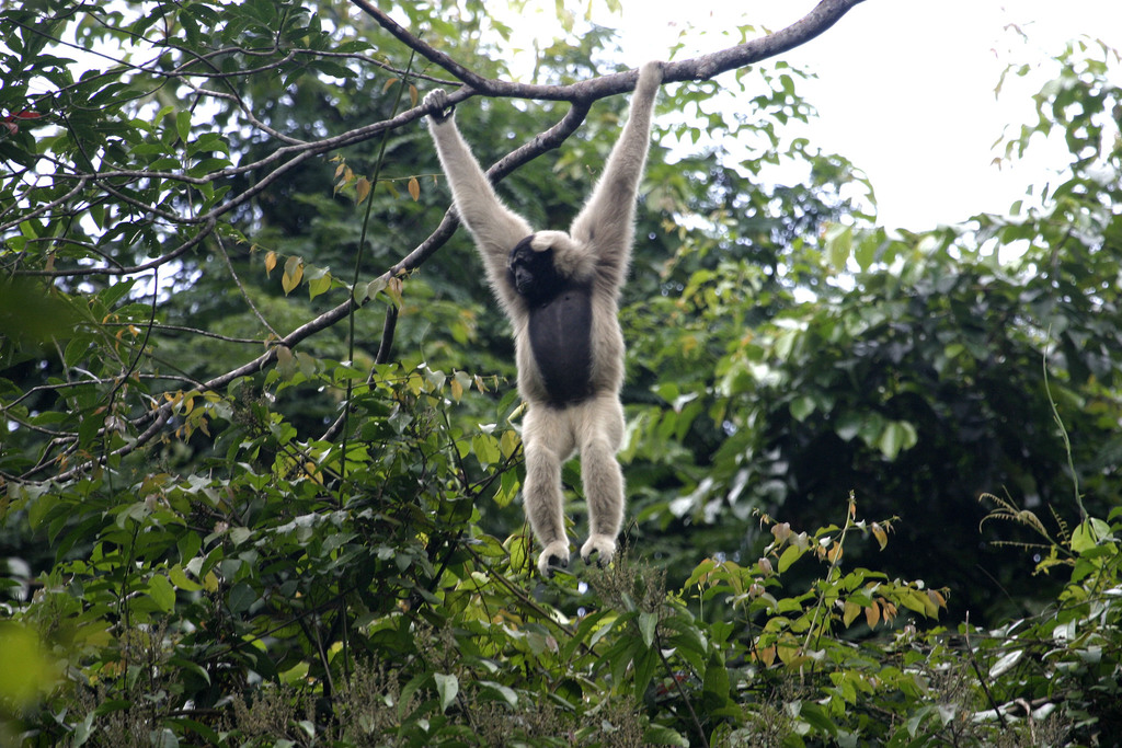 Pileated Gibbon