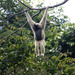 Pileated Gibbon - Photo (c) Xavier Rufray, some rights reserved (CC BY-NC), uploaded by Xavier Rufray