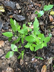 Dicliptera brachiata