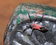 Zelus armillatus