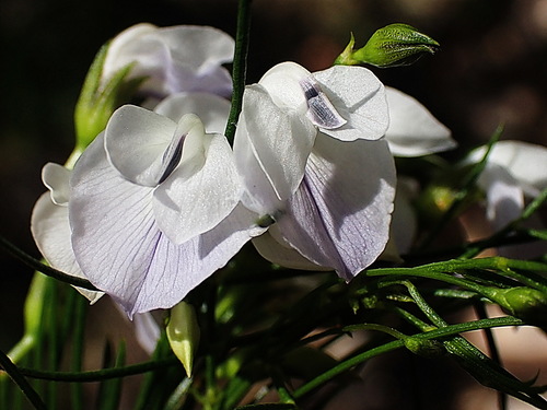 Image of Psoralea elegans by no rights reserved
