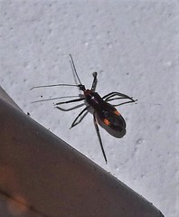 Graptocleptes bicolor