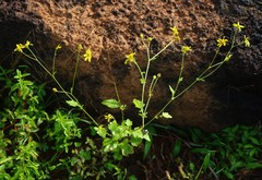 Senecio bombayensis