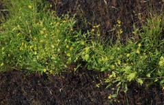 Senecio bombayensis