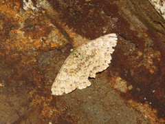 Ophthalmitis herbidaria