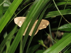 Pareumelea eugeniata