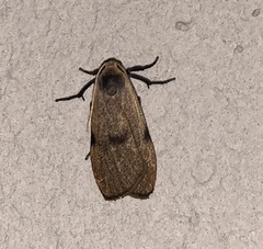 Eilema griseola