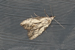 Nola pleurochorda