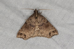 Lithilaria proestans