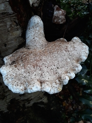 Fomitopsis betulina