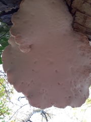 Fomitopsis betulina