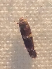 Elachista illectella