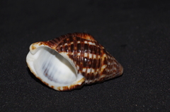 Gemophos gemmatus