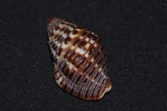 Gemophos gemmatus
