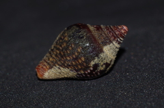 Columbella major