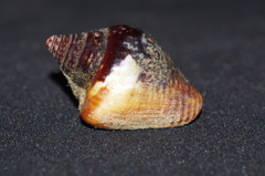 Columbella major