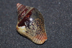 Columbella major