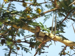 Cisticola fulvicapilla fulvicapilla